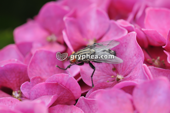 Mouche (Calliphora erythrocephala) - gryphea.com